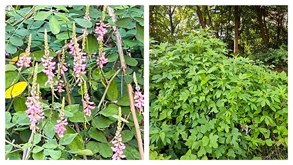 왼쪽 사진이 큰낭아초, 오른쪽이 단풍잎돼지풀이다.