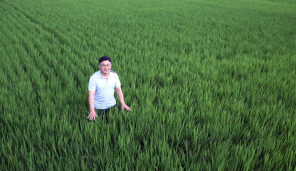  우상훈 벽제농협 조합장. 아침 일찍 조합원의 논을 둘러보며 벼 상태를 살펴보고있다.