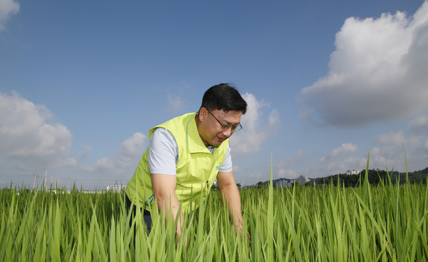 아침 일찍 조합원의 논에 나와 발육상태를 살피고 있는 우상훈 조합장.
