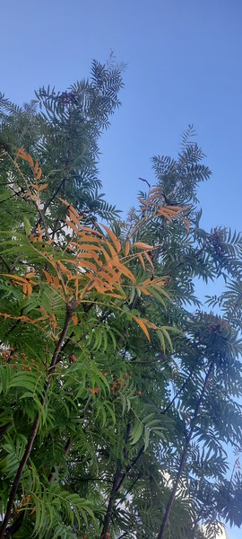 드뢰박 산타마을 낙엽, 무더위를 지나 노란색 낙엽이 물들고 있다. [이철규 북유럽특파원]