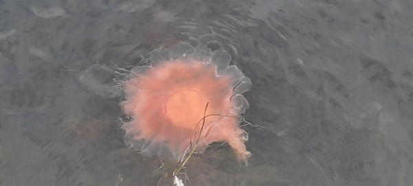 지구 온난화 영향으로 노르웨이 오슬로 피오르드에 출몰한 해파리. [이철규 북유럽특파원]