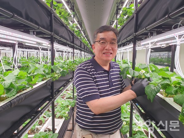 이영일 대표가 마두역 인근 지하보도 딸기 스마트 팜에서 9월에 수확 예정인 딸기를 살펴보고 있다.