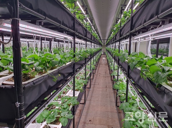 마두역인근 지하보도 딸기 스마트팜은 50평 규모다. 3단 재배기마다 광합성 작용을 위해 LED 식물조명 총 720개를 설치했다. 현재 3420주의 설향딸기가 쑥쑥 자라고 있다.