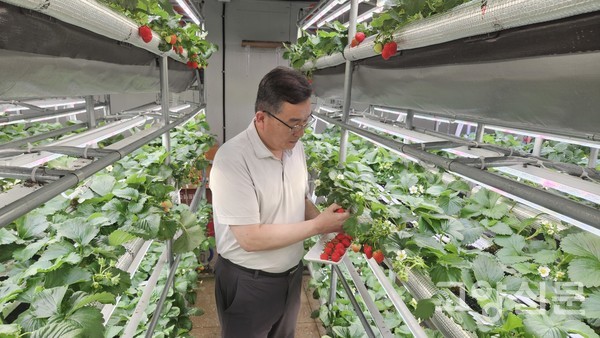강원도 삼척 폐교 중학교 스마트팜에서 재배 중인 딸기. 8년째 설향딸기가 사계절 내내 재배되고  있다.