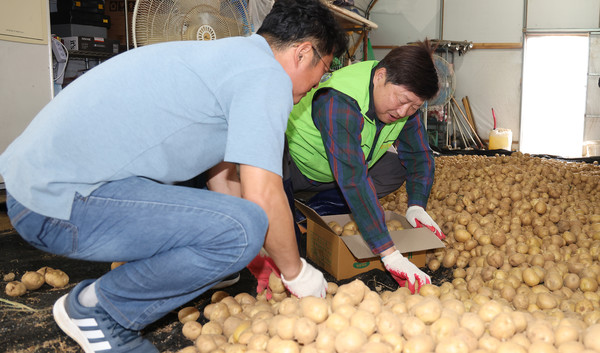 홍성규 조합장은 지역의 크고작은 농업관련 일이라며 어디서든 즐겁게 활동한다. 사진은 한국후계농업경영인회 고양특례시연합회의 어려운 이웃  감자나눔에 동참해 감자를 상자에 담고 있는 모습이다.