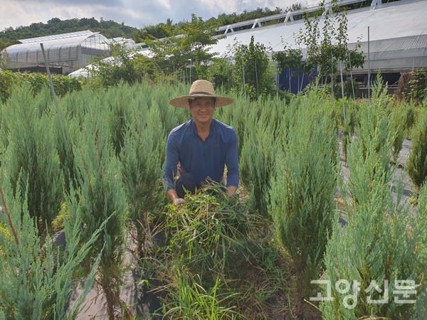 대체작물로 키우고 있는 문그루우, 블루엔젤, 에메랄드 그린이 심어진 곳에서 풀을 뽑고 있다.