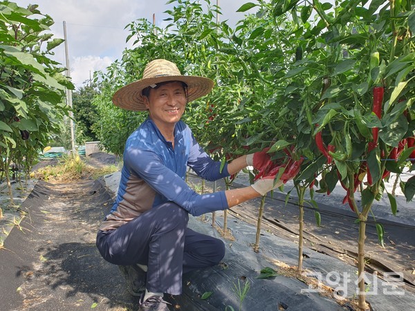 빨갛게 익은 고추는 로컬푸드직매장에 출하한다.