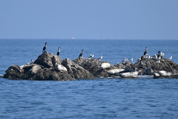 백령도 연안에 서식중인 점박이물범. [사진=김경훈 자연탐구소장]
