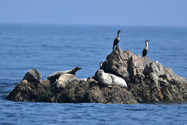 백령도 연안에 서식중인 점박이물범.  [사진=김경훈 자연탐구소장]