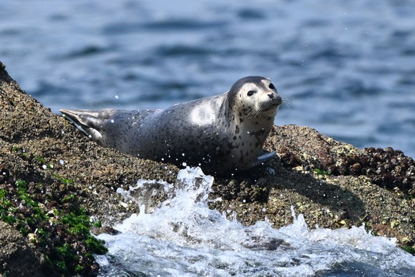 지난 2일 백령도 연안에서 관찰된 점박이물범 어린 개체. [사진=김경훈 자연탐구소장]
