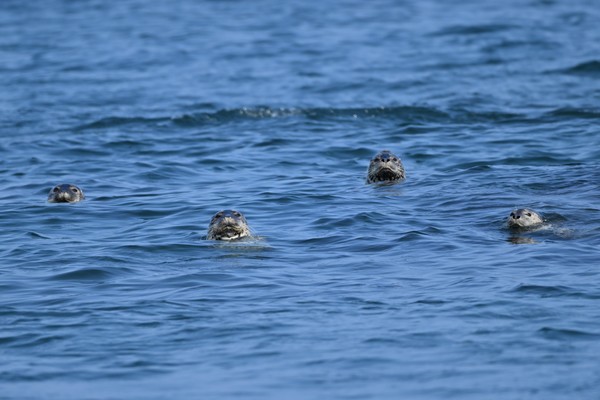 백령도 앞바다에서 머물고 있는 점박이물범.  [사진=김경훈 자연탐구소장]   
