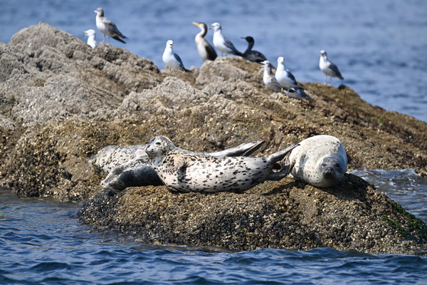 지난 2일 백령도 연안에서 관찰된 천연기념물 점박이물범. [사진=김경훈 자연탐구소장]
