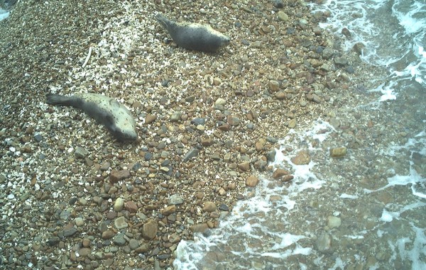 지난달 26~27일 백령도 일원에서 관찰된 점박이물범. [사진=인천녹색연합 황해물범시민사업단]