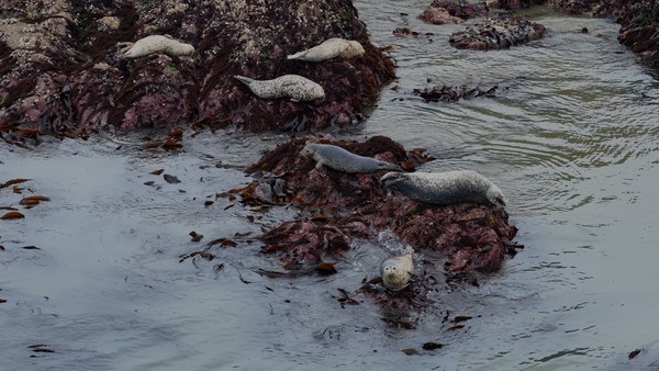 지난달 26~27일 백령도 일원에서 관찰된 점박이물범. [사진=인천녹색연합 황해물범시민사업단]