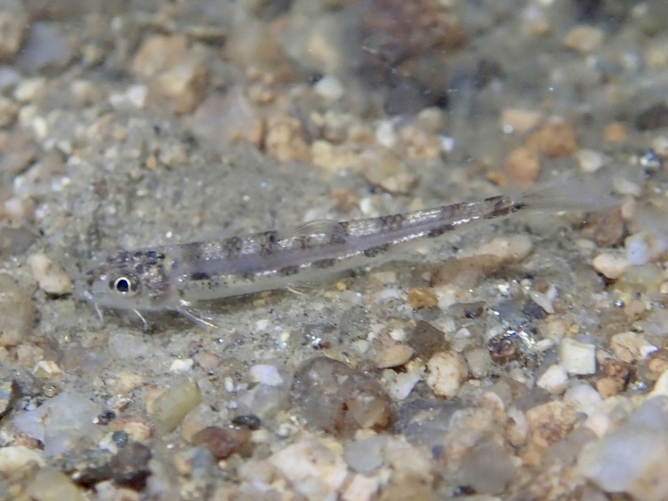 창릉천 하류에서 발견된 흰수마자. 한강유역에서는 20여 년 만에 출현한 반가운 민물고기다. [사진제공=에코코리아]