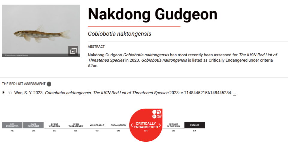 흰수마자 IUCN Redlist 등급. 낙동강 지류에서 처음 발견된 한반도 고유종이라 학명에 '낙동(Nakdong)'이라는 이름이 들어가 있다. [사진제공=에코코리아]