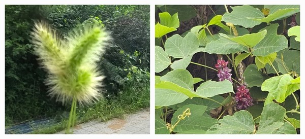 (그림2) 왼쪽 사진은 강아지풀로 만든 토끼. 오른쪽은 칡덩굴이다.