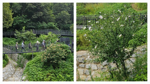 (그림3) 왼쪽은 앵봉산을 오르는 공중 경사로이고 오른쪽은 무궁화다.