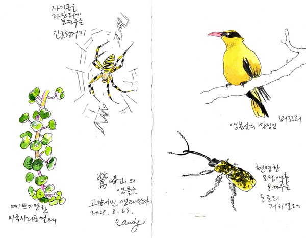 (그림4) 예쁘기만 한 미국자리공 열매, 자기 몸을 과장되게 보여주는 긴 호랑거미, 앵봉산의 상징인 꾀꼬리, 현명한 모성애를 보여주는 도토리 거위벌레.