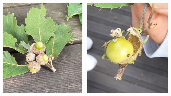 (그림5) 참나무 거위벌레가 절단한 참나무 가지. 도토리에 까만 점처럼 보이는 것이 도토리 거위벌레가 알을 밀어 넣은 곳이다.