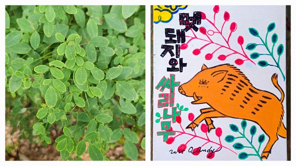 (그림7) 왼쪽은 싸리나무 이파리, 오른쪽은 20년 만에 완성한 아크릴 그림.