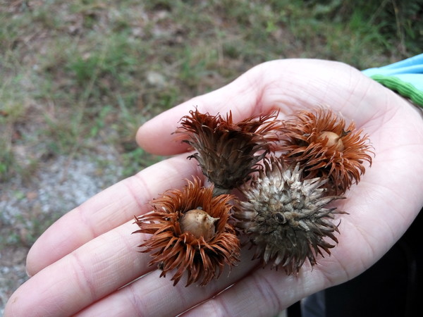 털모자 모양의 각두로 덮인 도토리.