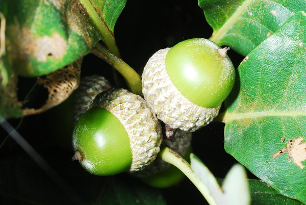 참나무 종류에 따라 도토리의 모양이 제각각이다.