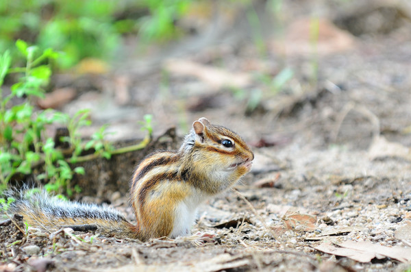 도토리를 먹고 있는 다람쥐.