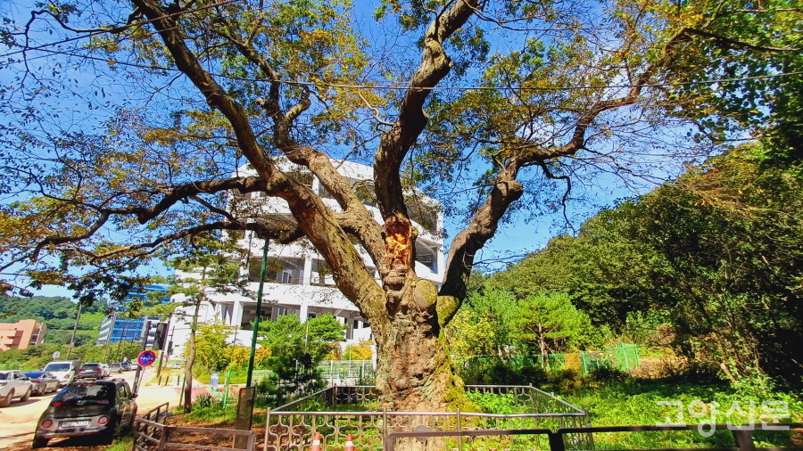 마을 주민들이 신성하게 여겼던 삼막골 느티나무. 