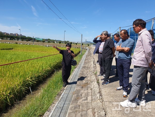 수원 경기도 농업기술원 신품종 시험포에서 김영록 연구사가 가와지 2호에 대해 설명하고 있다.