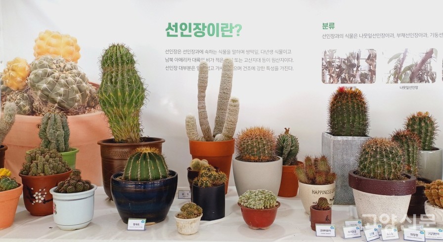 희귀 선인장과 다육식물을 만날 수 있는 전시 부스.