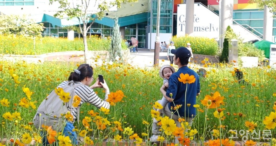 고양가을꽃축제장을 찾아 행복한 추억을 남기고 있는 가족.