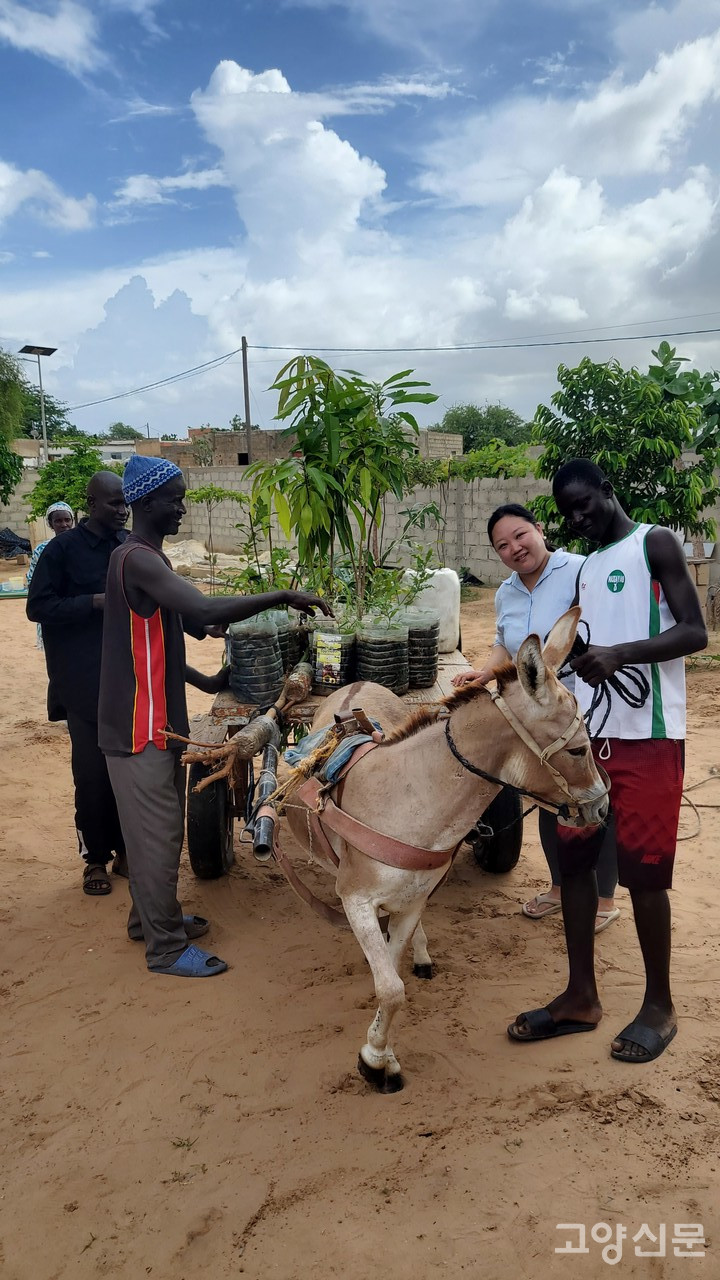 세네갈 현지에서 육묘한 나무들을 옮기는 모습