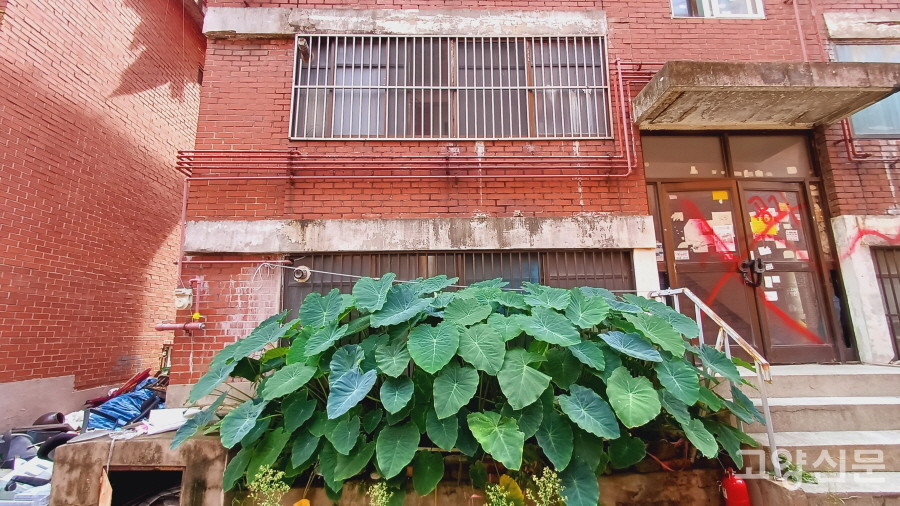 빌라 정원을 가득 점령한 토란잎. 