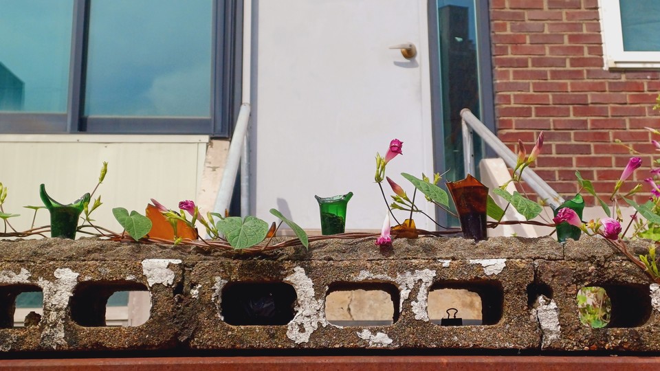 방범용 유리병과 나팔꽃 덩굴이 절묘하게 어우러진 어느 집 담장 모습. 