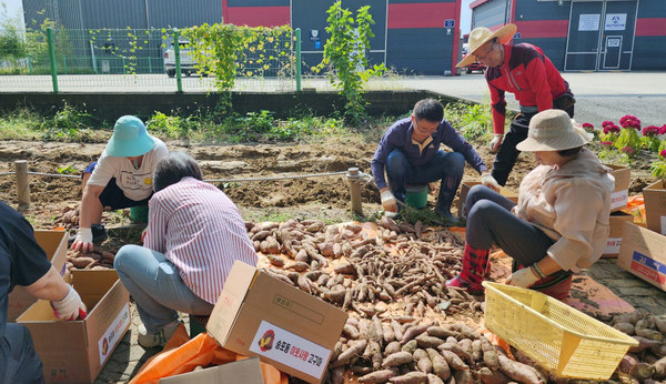 송포동 주민자치회가 고구마를 캐고 있다.