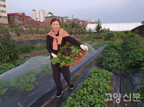 박명애 대표가 직접 재배한 당근, 바질, 양상추, 로메인상추 등을 포케 비빔밥과 샐러드에 사용하기 위해 수확했다.