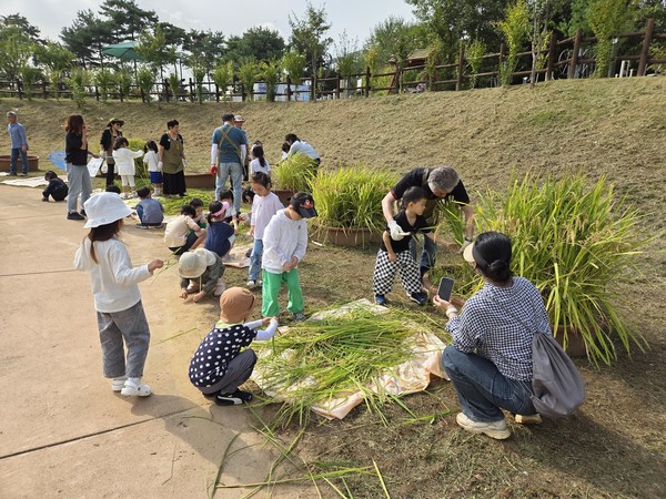 123일 만에 수확하는 창릉동 밥할머니연못의 벼농사 현장. [사진제공=구자란]