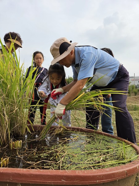 정한선 밥할머니교육원장이 벼수확체험을 하고 있는 모습[사진제공=구자란]