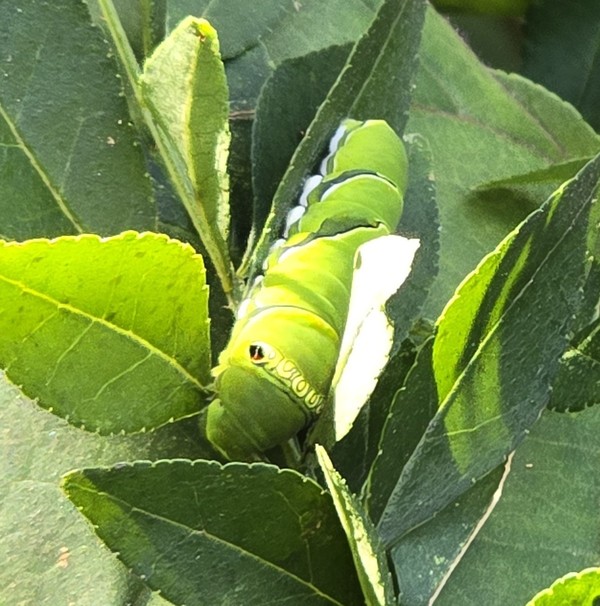 호랑나비 애벌레