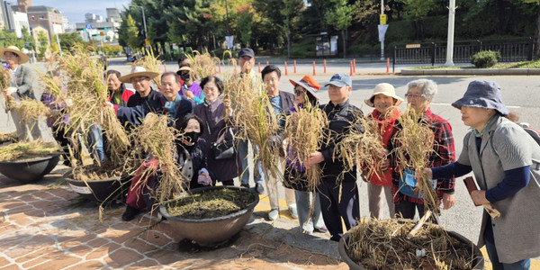  대화동 주민자치회가 가와지광장에서 ‘가와지 벼 수확 행사’를 진행했다.