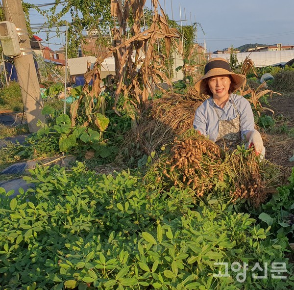 초보농사꾼이지만 올해 땅콩 농사는 제대로 지었다.