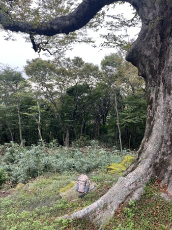 해남 두륜산의 1200년 노거수 아래에서 짐을 풀고 점심을 먹은 자리.  [사진=김수지]