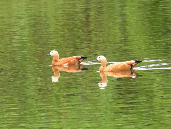 공릉천 지영교 부근에서 관찰된 황오리