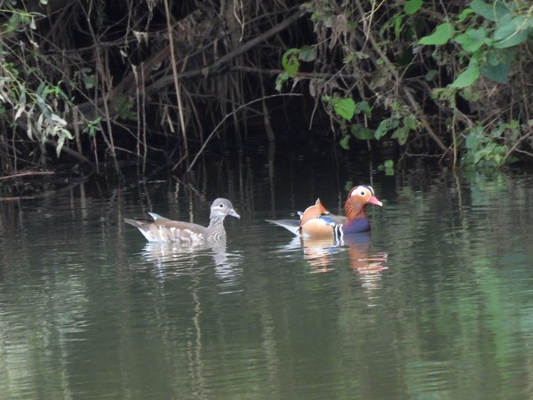 공릉천에서 서식 중인 원앙 한쌍.