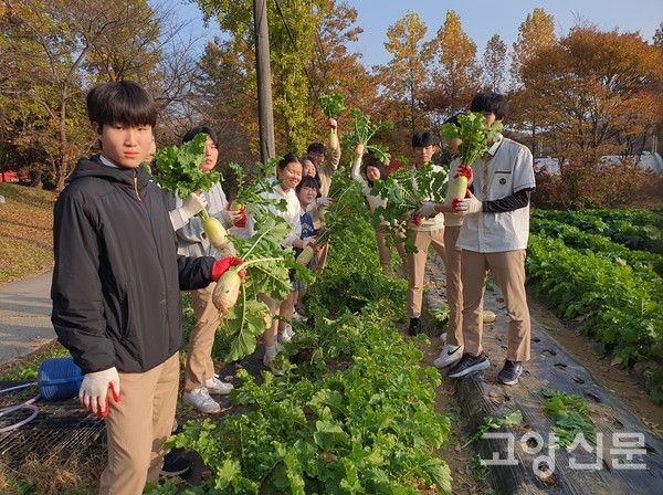 학생들이 무를 뽑고 있다.