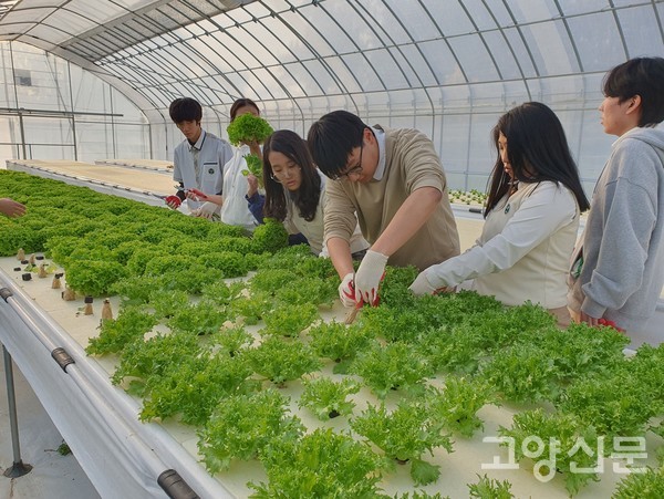 유럽형 상추를 수확하고 있는 학생들.