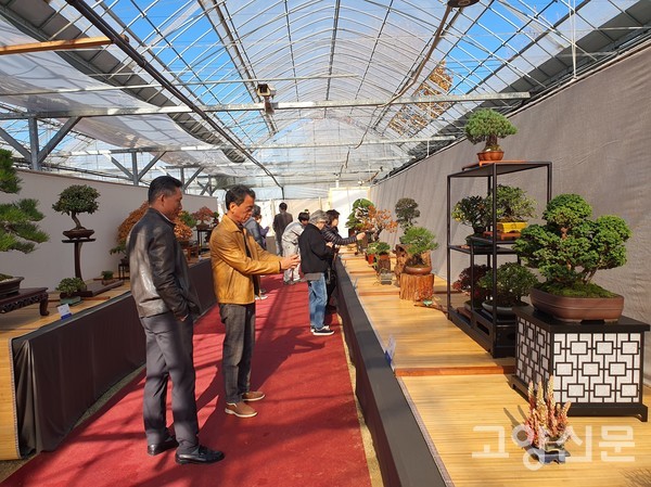 분재 전시를 둘러보는 관람객들.