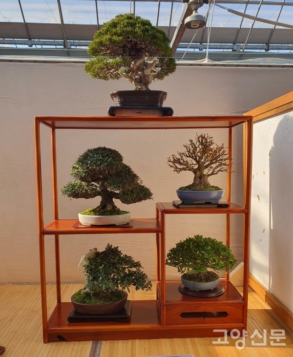 향나무, 중국단풍, 마삭줄, 피라칸샤스, 치자, 올리브바위솔 분재(위에서부터)