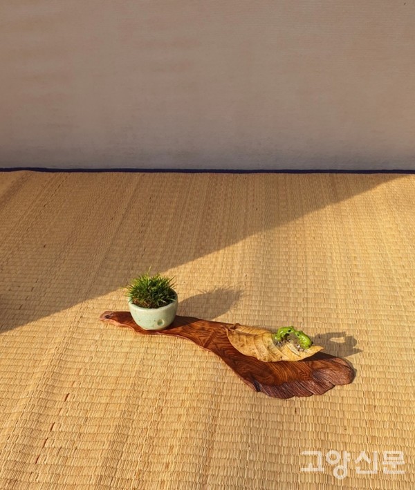 낙엽도자기 위에 개구리 조형물을 곁들인 석창포.